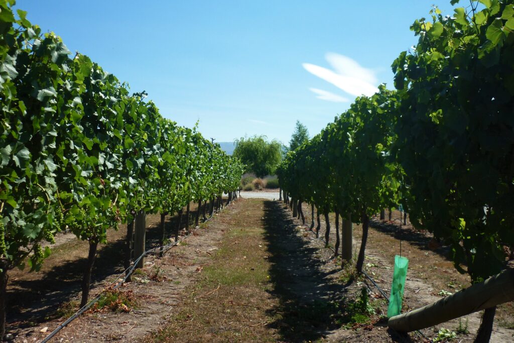 Central Otago Vineyard for Sale For Sale TourismProperties.co.nz