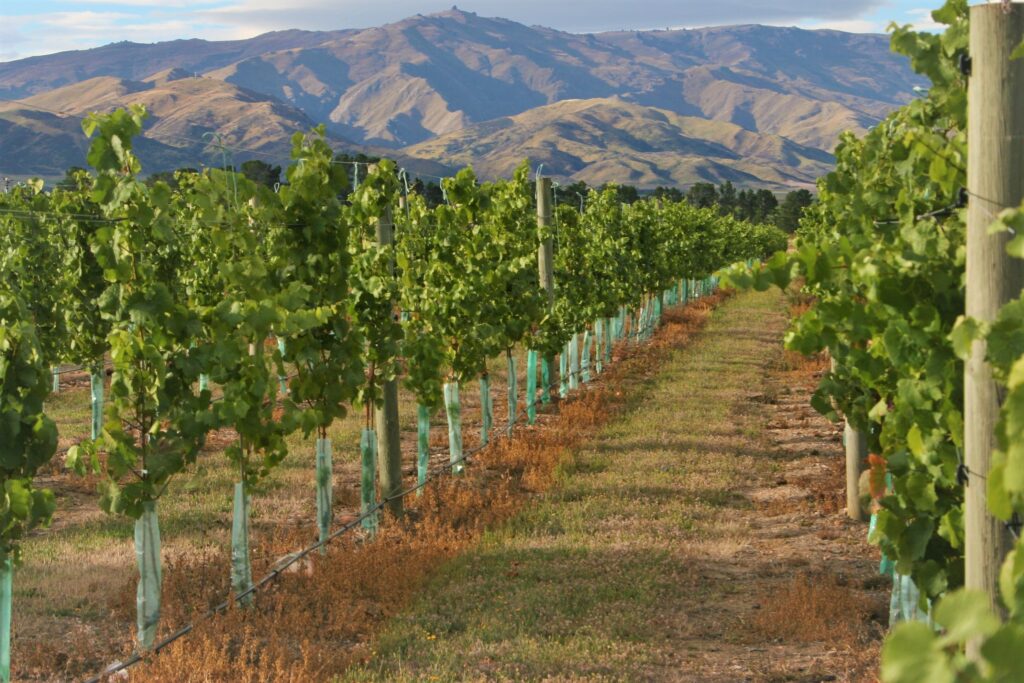 Central Otago Vineyard for Sale For Sale TourismProperties.co.nz